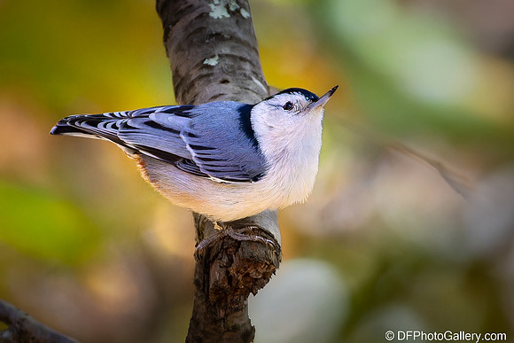 White-breasted Nuthatch