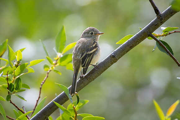 Hammond's Flycatcher