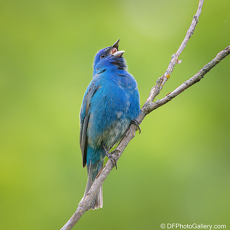 Bunting  - Indigo Bunting