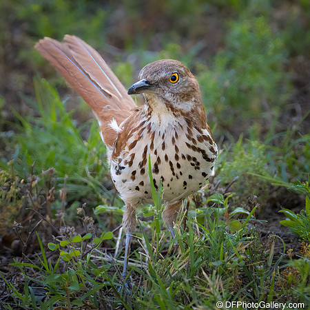 Brown Thrasher