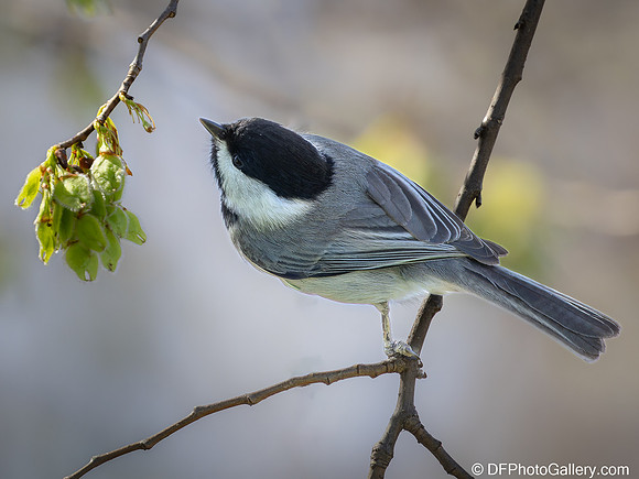 Carolina Chickadee