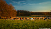 The Deer Park