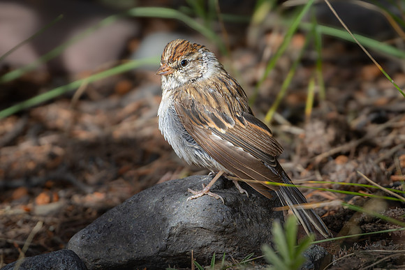 Chipping Sparrow