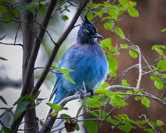 Steller's Jay