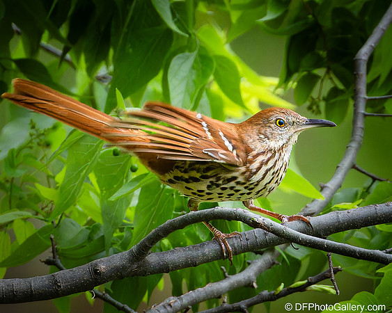 Brown Thrasher