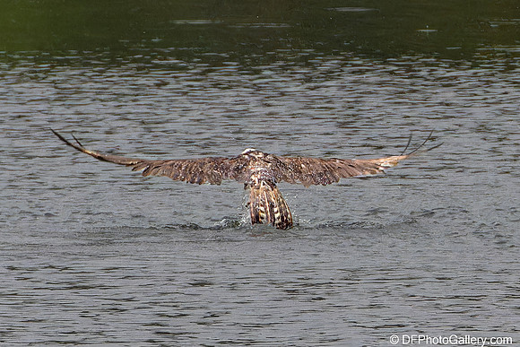 Osprey catching fish