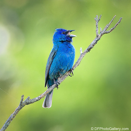Bunting  - Indigo Bunting