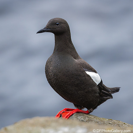 Black Guillemot