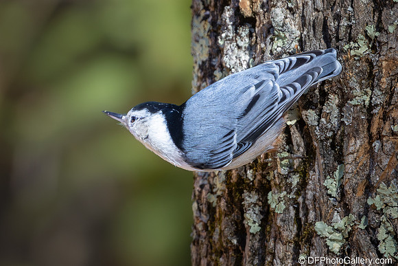 White-breasted Nuthatch