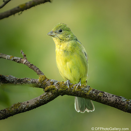 Bunting  - Painted Bunting (Female)