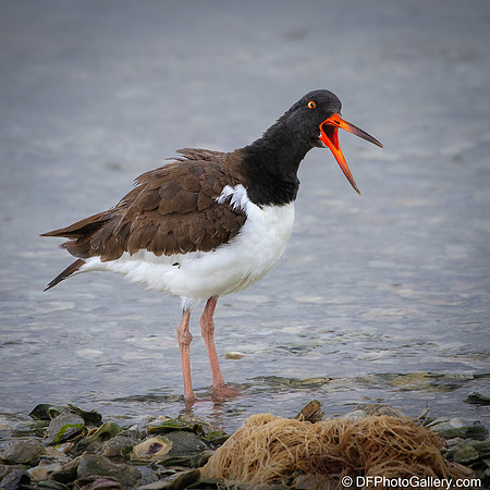 American Oystercatcher