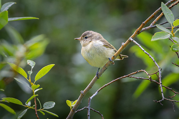 Warbling Vireo