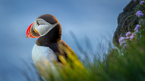 Atlantic Puffin