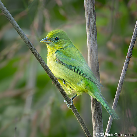 Bunting  - Painted Bunting (Female_