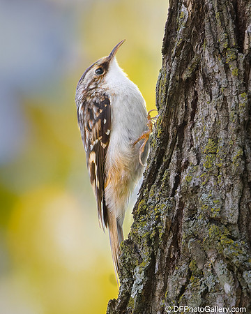 Brown Creeper