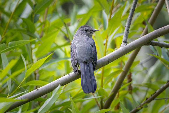 Gray Catbird