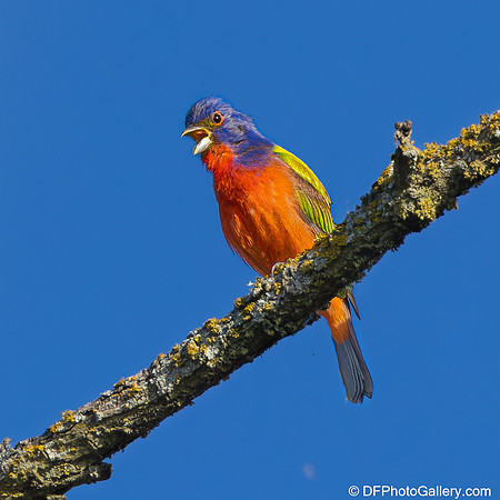Bunting  - Painted Bunting