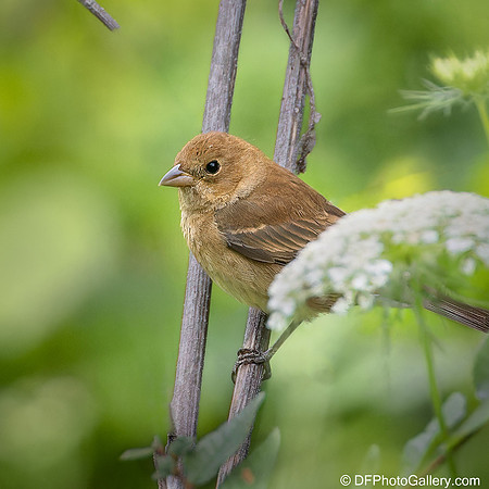 Bunting  - Indigo Bunting (Female)