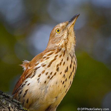 Brown Thrasher