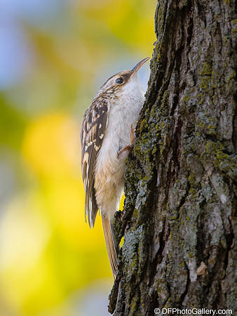Brown Creeper