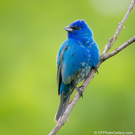 Bunting  - Indigo Bunting
