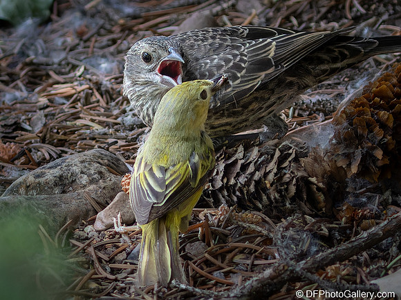 Warbler feeding Cowbird