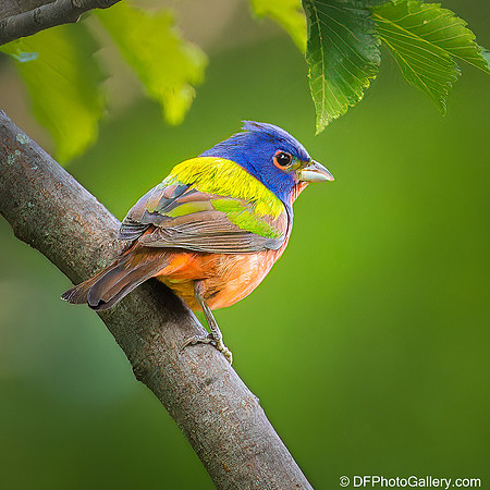 Bunting  - Painted Bunting