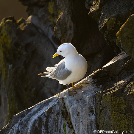 Black-legged Kittiwake