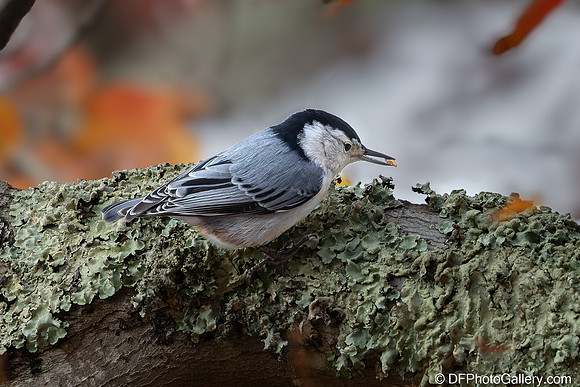 White-breasted Nuthatch
