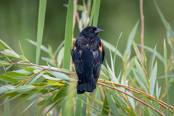 Red-winged Blackbird