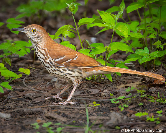 Brown Thrasher