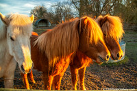 Copenhagen countryside