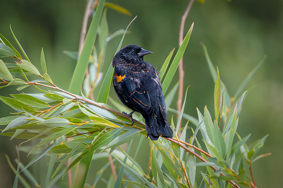 Red-winged Blackbird